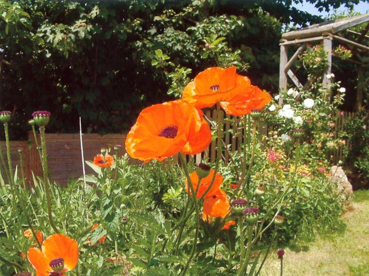 Wheelwrights Bed & Breakfast Abbotsbury Exterior foto